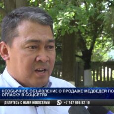 Медведей пытались продать в Шымкенте
