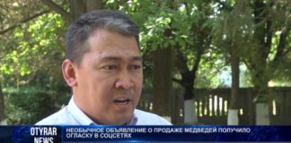 Медведей пытались продать в Шымкенте