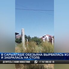 В Сарыагаше обезьяна залезла на фонарный столб и рассмешила Казнет