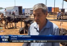 Корм подорожал, скот продают за бесценок, а цена на мясо не меняется