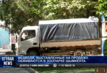 Нечем кормить: Медведей, которых пытались продать в Шымкенте, отдали в городской зоопарк