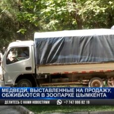 Нечем кормить: Медведей, которых пытались продать в Шымкенте, отдали в городской зоопарк