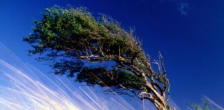 В Шымкенте и Туркестанской области на 15 июня объявлено штормовое предупреждение ветер