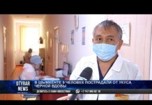 9 человек укусили каракурты в Шымкенте