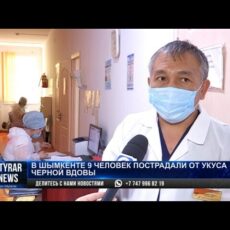 9 человек укусили каракурты в Шымкенте