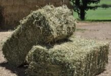 Корма нынче в цене: У жителя Шымкента украли тюк сена сено