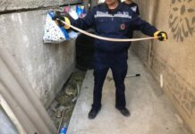 «Я встретил вас…», или Змеи в городе змея