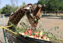 В Шымкентском зоопарке отметили день рождения жирафа