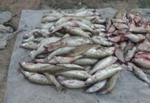 350 кг рыбы выловили браконьеры на Коксарае рыба