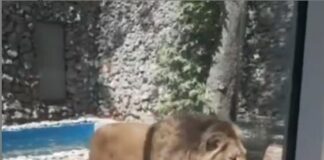 В Шымкентском зоопарке львов и людей теперь разделяет только стекло зоопарк