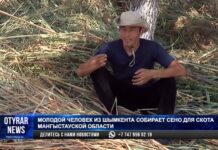 Помощь сеном: Такую акцию организовал парень из Шымкента