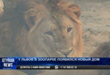 Новый вольер для львов: Как проходило переселение хищников