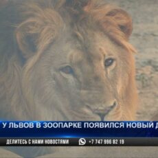 Новый вольер для львов: Как проходило переселение хищников