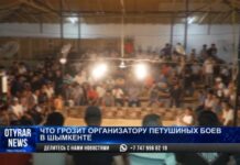 В Шымкенте проводили петушиные бои во время карантина