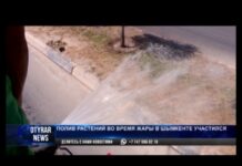 Полив растений во время жары в Шымкенте участился