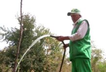 От чего гибнет в Шымкенте карагач