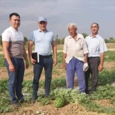 77-летний дехканин выращивает в Тюлькубасе черные арбузы арбуз