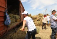 33 вагона сена отправили из Туркестанской области фермерам западных регионов сено