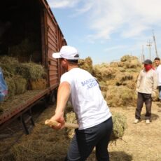 33 вагона сена отправили из Туркестанской области фермерам западных регионов сено