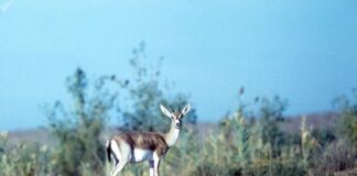 В Шардаринском районе браконьеры стреляли по шинам машин инспекторов джейран