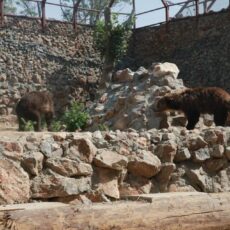 Животных в Шымкентском зоопарке переводят в новые вольеры зоо