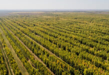 В проекте по посадке 2 млрд деревьев участвуют свыше 200 питомников Казахстана деревья