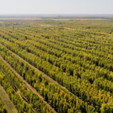 В стране продолжается масштабное озеленение деревья