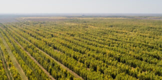 В стране продолжается масштабное озеленение деревья