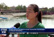 Великое переселение: Животных в Шымкентском зоопарке переводят в новые вольеры