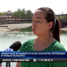 Великое переселение: Животных в Шымкентском зоопарке переводят в новые вольеры