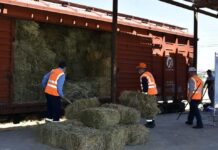 Из Туркестанской области и Шымкента отправлено 95 вагонов сена в Мангыстау сено в Мангистау