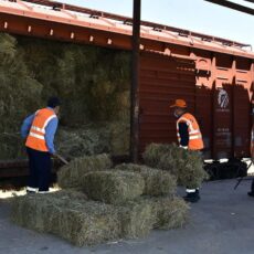 Из Туркестанской области и Шымкента отправлено 95 вагонов сена в Мангыстау сено в Мангистау