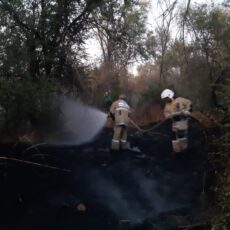 Пожар произошел в дендропарке имени Аскарова