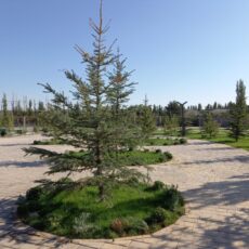 В Толебийском районе строится новый парк Толебийский район