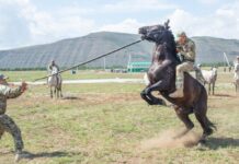 Вожак табуна по кличке «Камаз» будет участвовать в «Конном марафоне» конь