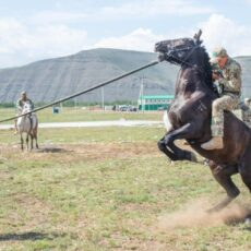 Вожак табуна по кличке «Камаз» будет участвовать в «Конном марафоне» конь