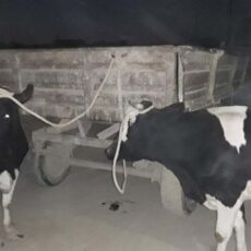 Двух пропавших коров вернули сельчанину туркестанские полицейские скотокрад