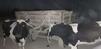 Двух пропавших коров вернули сельчанину туркестанские полицейские скотокрад