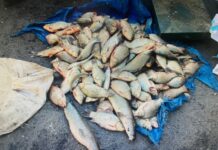 Полицейские Арыси изъяли у браконьеров более 100 кг незаконной добытой рыбы рыба