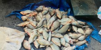 Полицейские Арыси изъяли у браконьеров более 100 кг незаконной добытой рыбы рыба