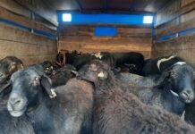 В Сарыагаше оштрафовали водителя, который вез скот без ветеринарных документов