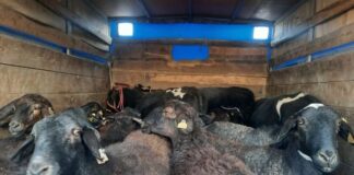 В Сарыагаше оштрафовали водителя, который вез скот без ветеринарных документов