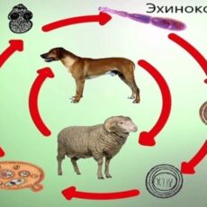 В Шымкенте за 8 месяцев зарегистрировано 48 случаев эхинококкоза Эхинококкоз