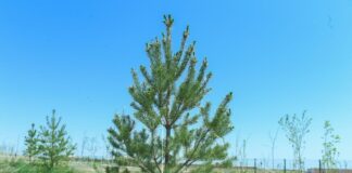 По зеленому поясу Туркестана приняли резолюцию