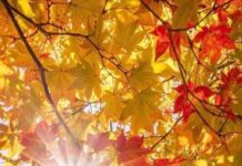 Вот и осень, господа… Осень