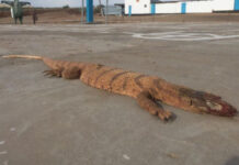 Пользователей Казнета пугают «гигантской ящерицей из Жетысая»