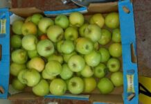 1,5 тонны яблок похитили воры у сельчанина из Сайрамского района яблоки