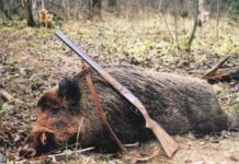 В Туркестанской области браконьера приговорили к 3,5 ограничения свободы кабан