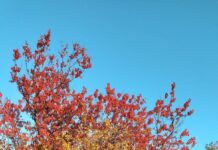 Календарь межсезонья дерево