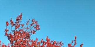 Календарь межсезонья дерево